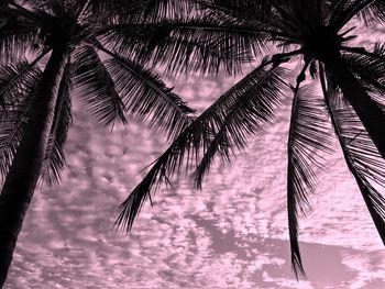 Low angle view of coconut palm tree against sky