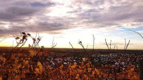 Plants growing on land against sky during sunset