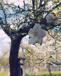 Close-up of fresh white flower tree