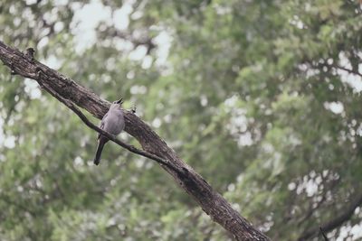 Bird flying in a tree