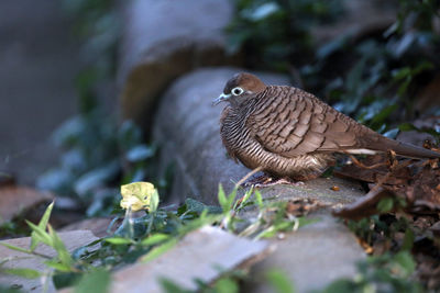 Close-up of bird perching on a plant