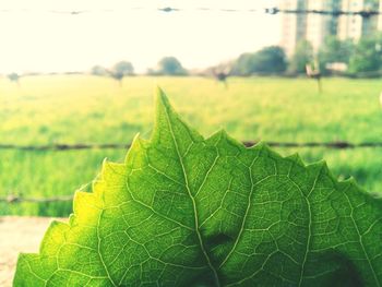 Close-up of fresh green leaves on plant during autumn