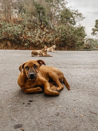 Portrait of dog relaxing on road