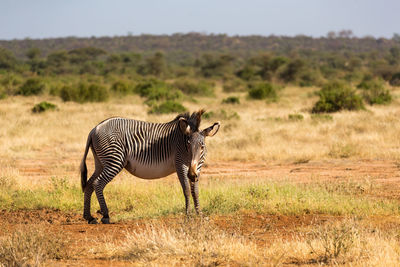 Zebra standing on field