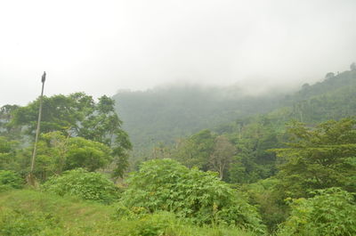 Scenic view of forest against sky