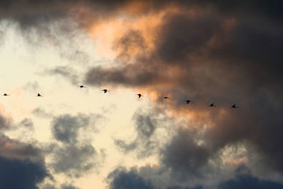 Low angle view of silhouette birds flying against sky