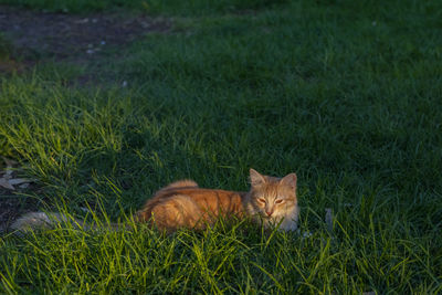 Portrait of a cat lying on grass