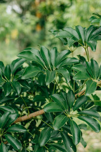 Close-up of fresh green leaves