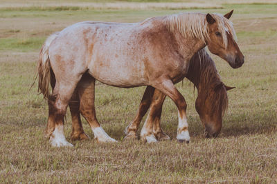 Horse standing on field