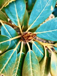 Close-up of insect on leaf