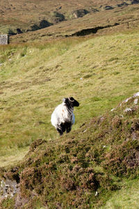 Sheep grazing on grass