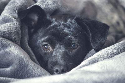 Close-up portrait of dog resting