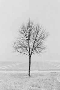 Bare tree on field during winter