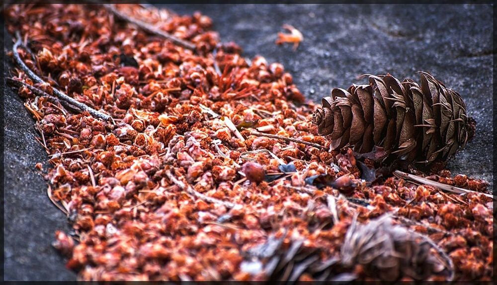 transfer print, close-up, still life, large group of objects, food and drink, indoors, abundance, selective focus, auto post production filter, food, metal, heap, healthy eating, stack, dry, no people, high angle view, focus on foreground, brown, day