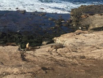 High angle view of sheep on beach