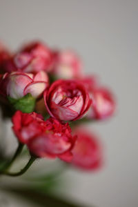 Close-up of pink rose