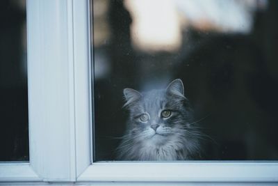 Cat looking through window