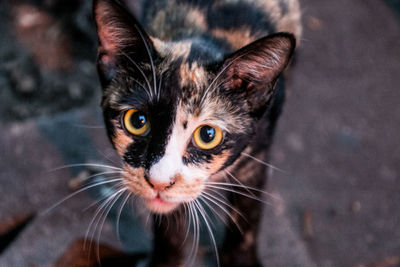 Close-up portrait of cat