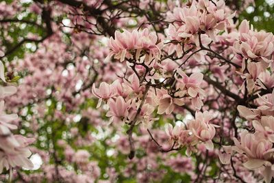 Close-up of pink cherry blossoms in spring