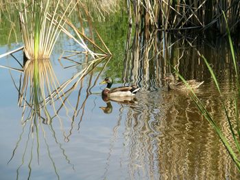 Ducks swimming in lake