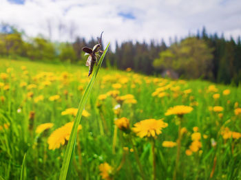 Closeup of a tiny bug climbing on a blade of grass in a yellow dandelion meadow. sunny spring scene