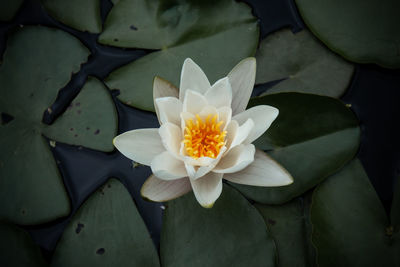 Close-up of water lily in pond