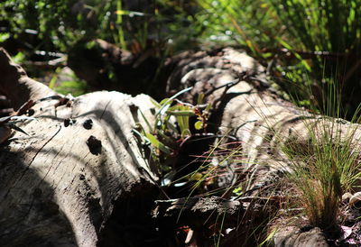 Close-up of lizard on tree