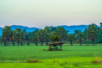 Trees on field against sky