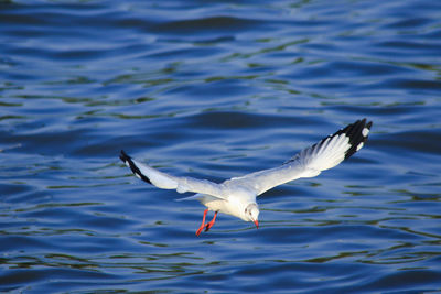 Seagull flying over sea