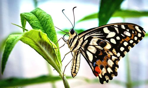 Close-up of butterfly perching on leaf