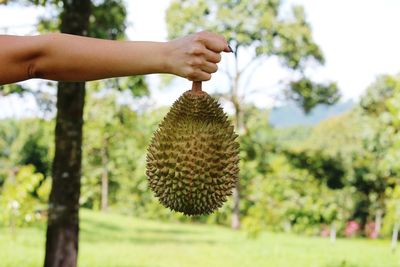 Close-up of hand holding durian on field against sky