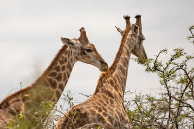 Low angle view of giraffe against sky