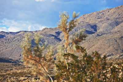 wilderness