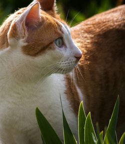 Close-up of cat