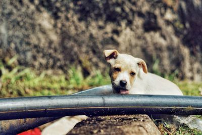 Close-up portrait of a dog