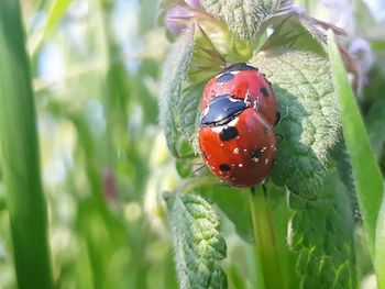 Close-up of ladybug on plant