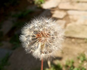 Close-up of dandelion