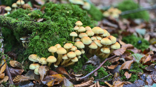 Close-up of mushrooms growing on field