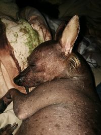 Close-up of dog sleeping on bed