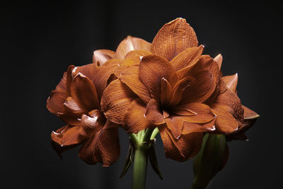Close-up of flower against black background