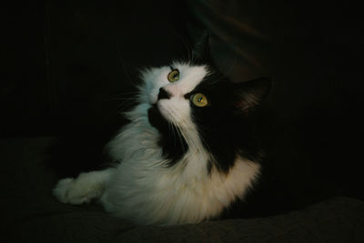 Portrait of cat against black background