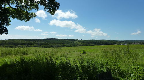 Scenic view of agricultural field against sky