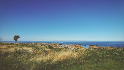 Scenic view of field against clear blue sky