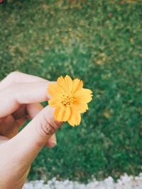 Close-up of hand holding yellow flower