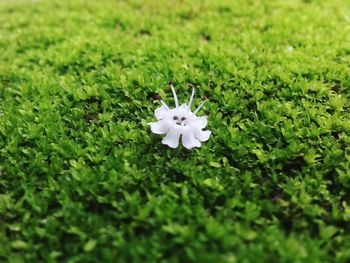 Close-up of white flower blooming on field