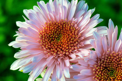 Close-up of pink flower