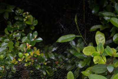 Close-up of spider on web