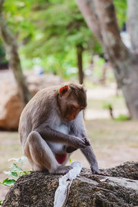 Monkey sitting on tree trunk