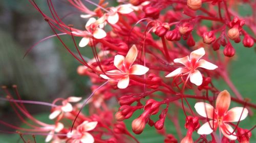 Close-up of red flowers blooming outdoors