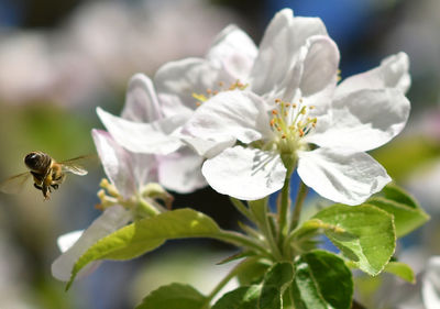 Close-up of bee pollinating on white flower